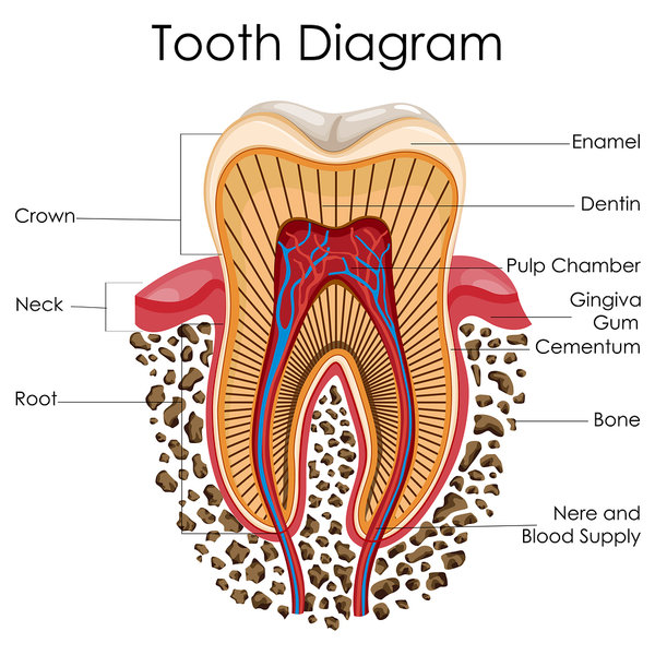 How to Repair Your Teeth